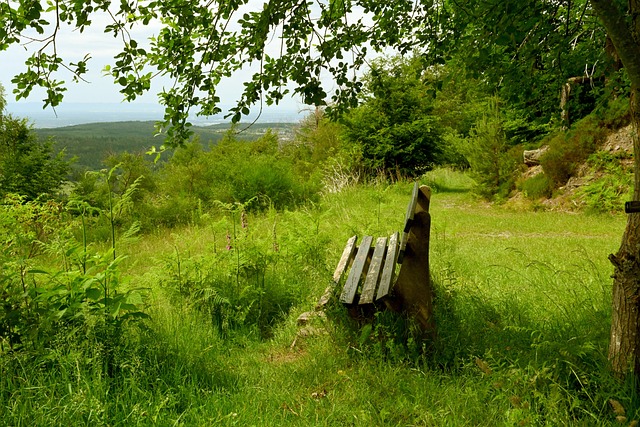 为球队赢得 为球队赢得